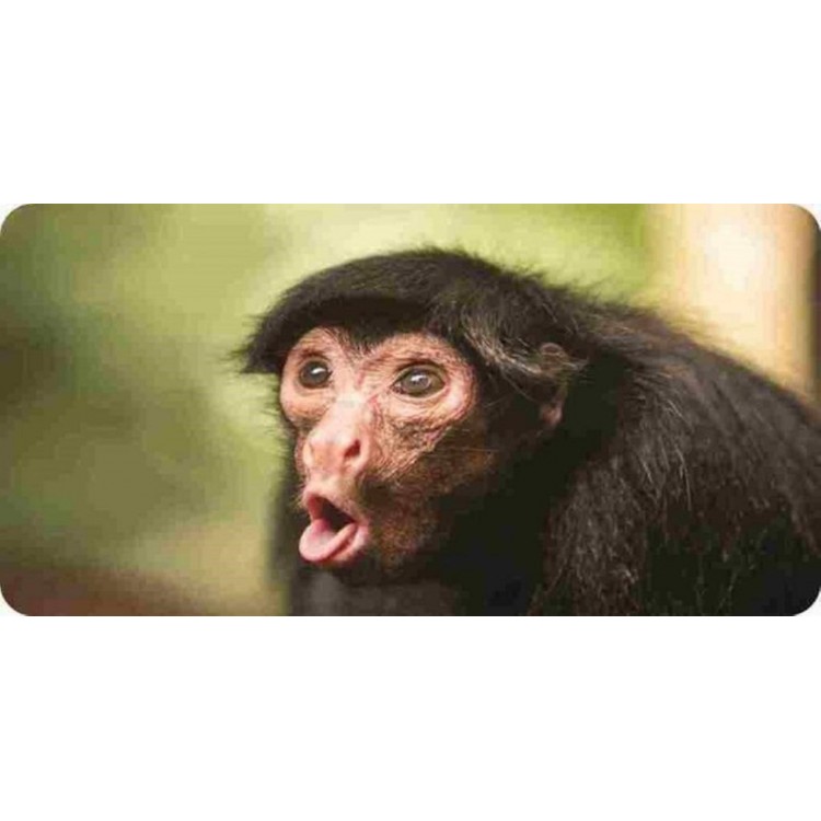 LPO6271 6 x 12 in. Funny Monkey Photo License Plate