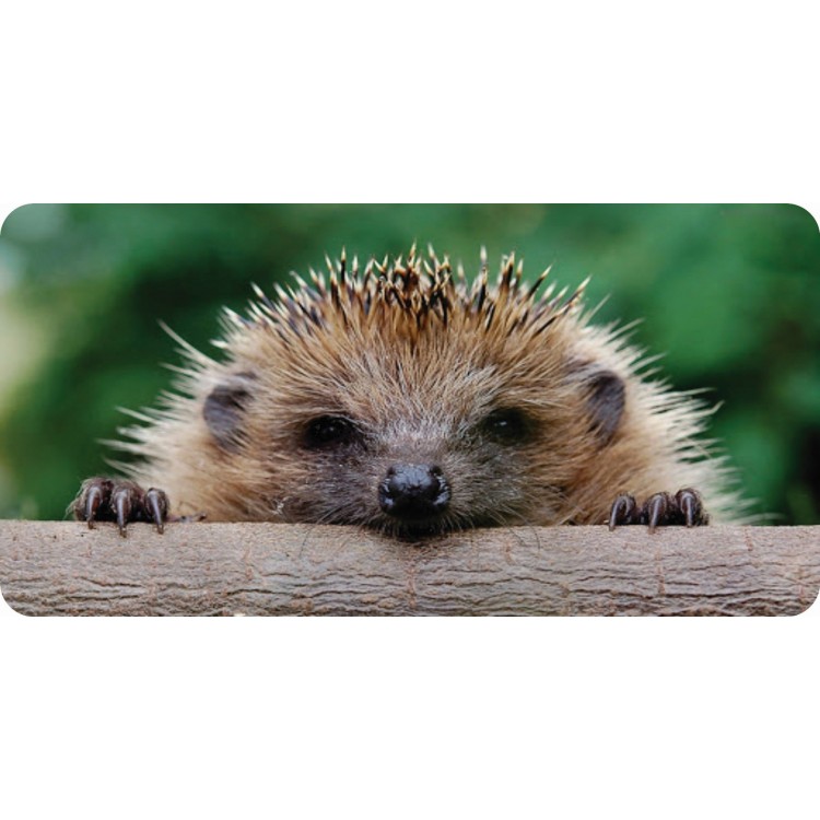 LPO6283 6 x 12 in. Hedgehog Photo License Plate