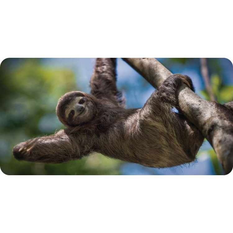 LPO6284 6 x 12 in. Sloth Photo License Plate