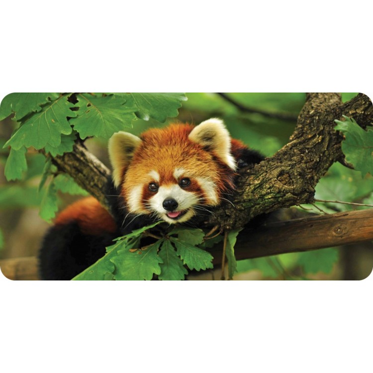 LPO6287 6 x 12 in. Red Panda Photo License Plate