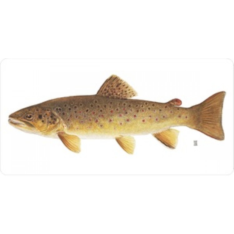 LPO620 Rainbow Trout Fish on White Photo License Plate