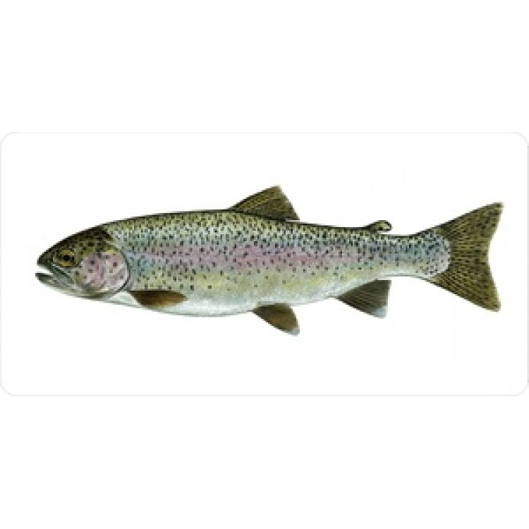 LPO624 Rainbow Trout Mounted on White Photo License Plate