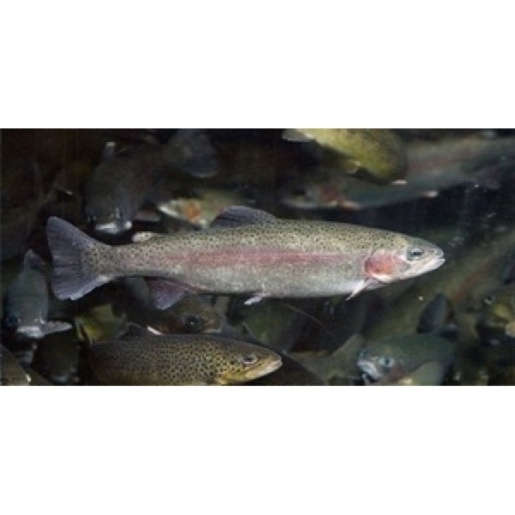 LPO623 Rainbow Trout School Photo License Plate