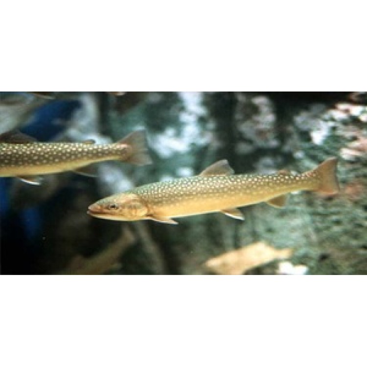 LPO622 Rainbow Trout Underwater Photo License Plate