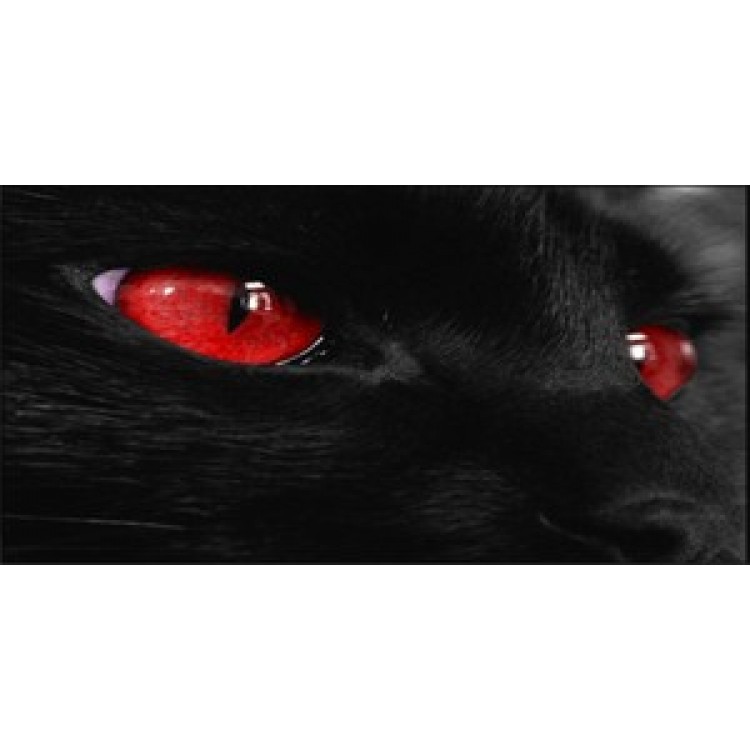 LPO806 Red Cat Eyes Photo License Plate