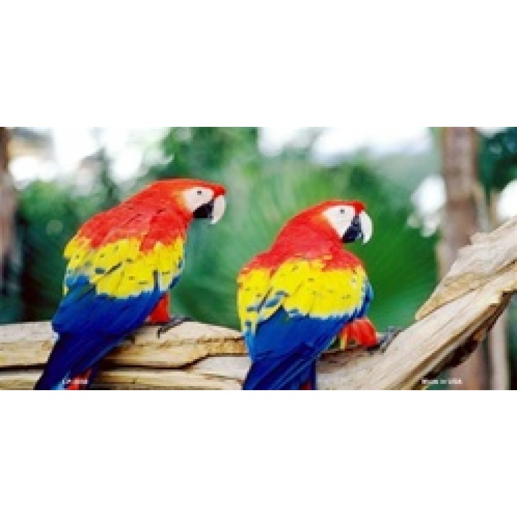 LP-3050 6 x 12 in. Parrots on Limb License Plate