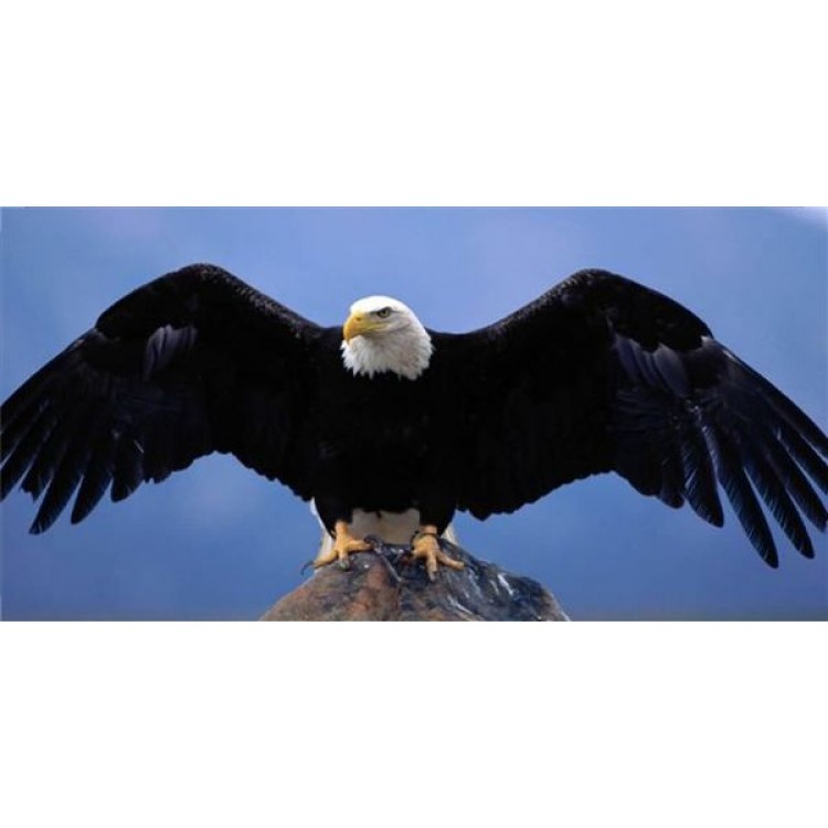 LPO1125 6 x 12 in. Bald Eagle Photo License Plate