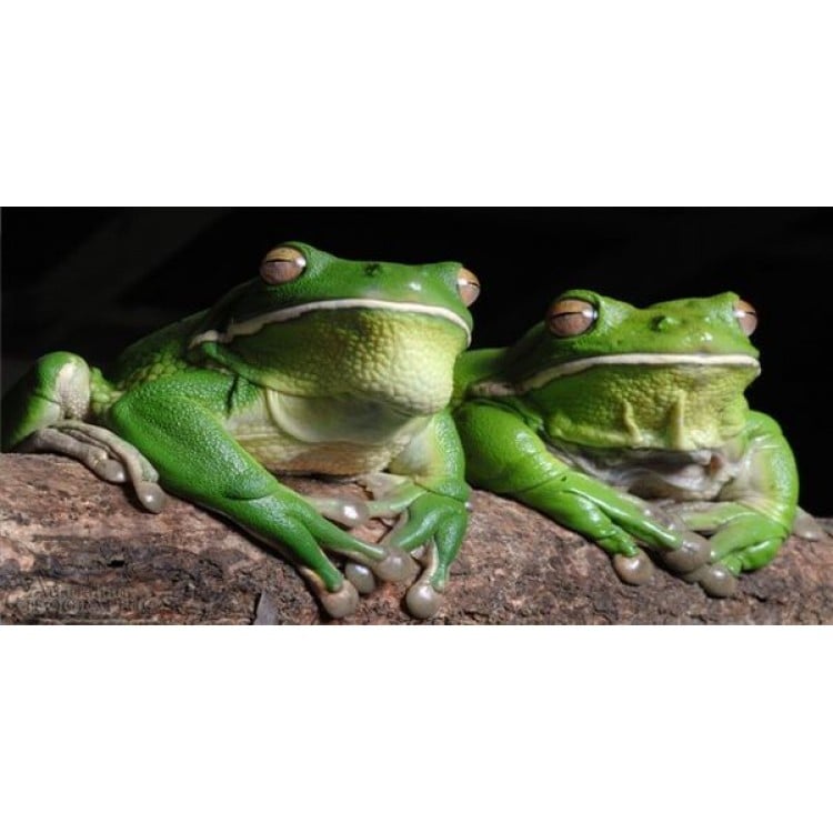 LPO1145 Two Frogs Photo License Plate