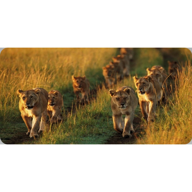 LPO6342 6 x 12 in. Lion Pack Photo License Plate