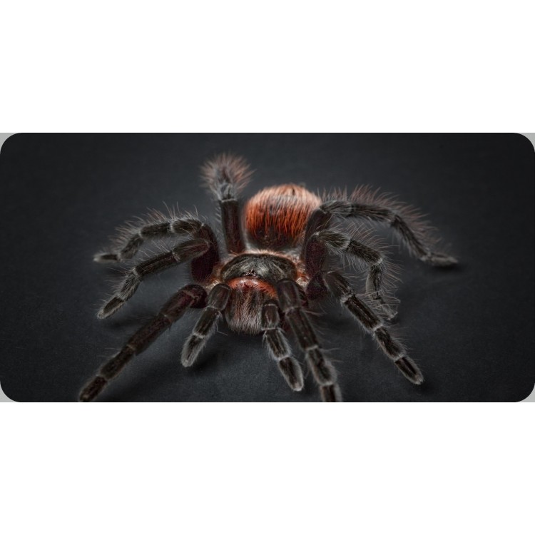 6 x 12 in. Tarantula Centered Photo License Plate