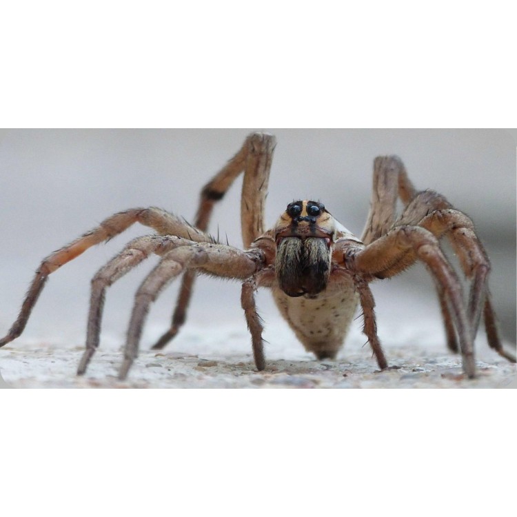 LPO6348 6 x 12 in. Wolf Spider Photo License Plate