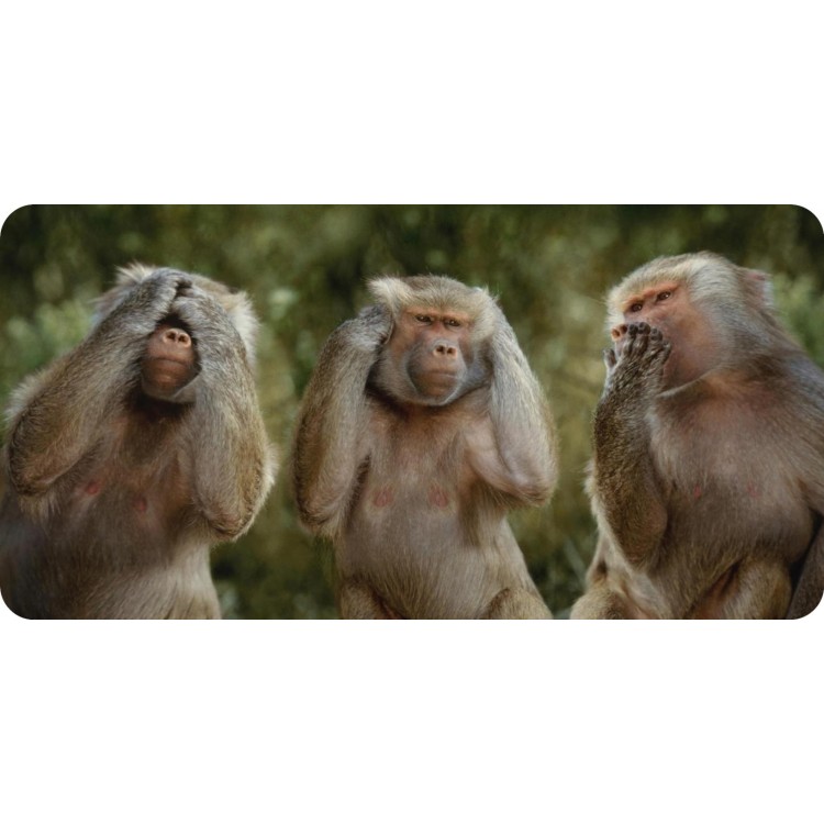 LPO6427 6 x 12 in. Three Monkeys Photo License Plate