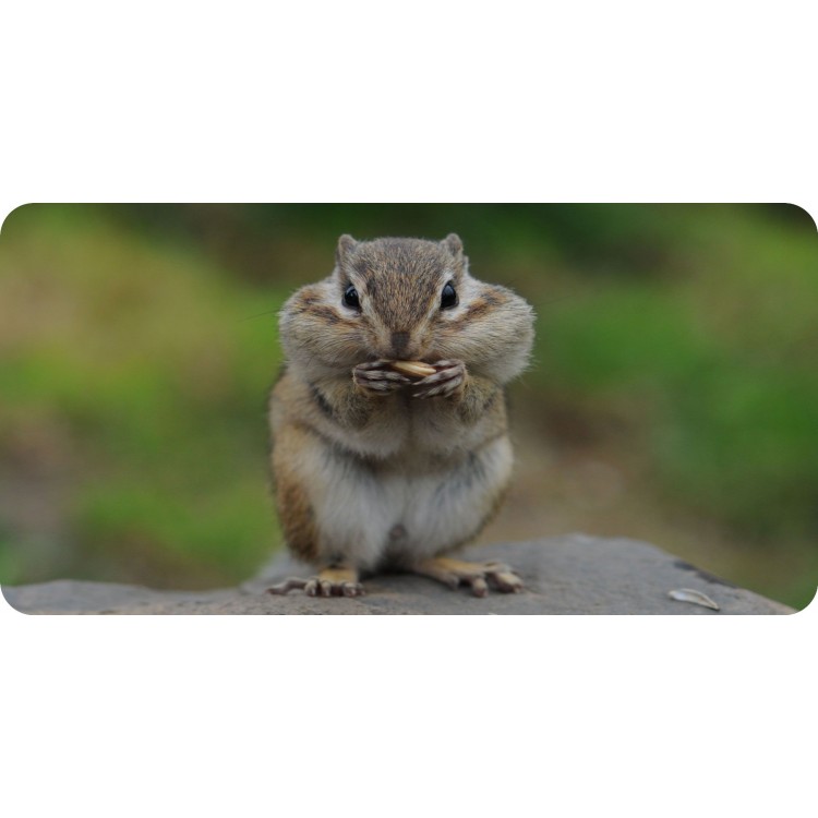Chipmunk Photo License Plate - Aluminum - Standard Size - Easy Mounting
