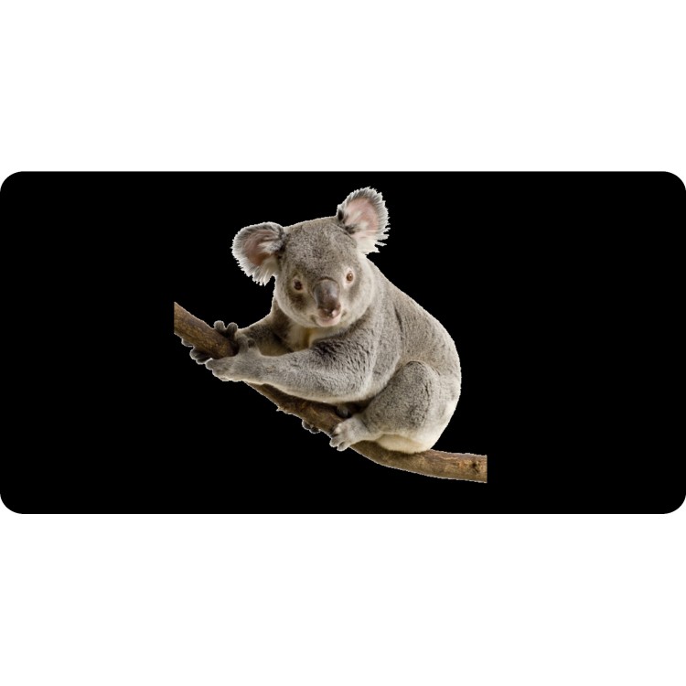 LPO6430 6 x 12 in. Koala Bear on Tree Photo License Plate