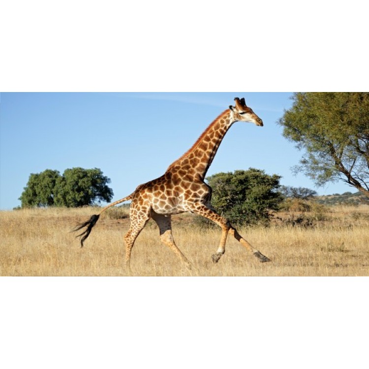 LPO1252 Giraffe Photo License Plate