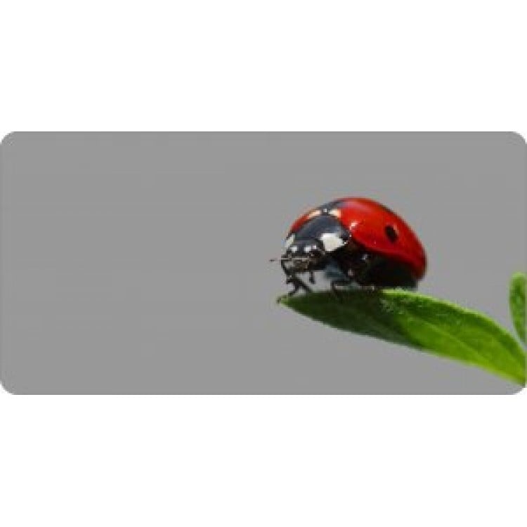 LPO1022 Lady Bug Offset on Gray Photo License Plate