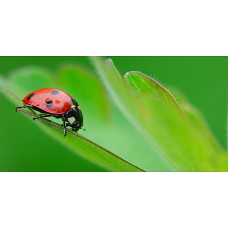 LPO1021 Lady Bug Offset on Green Photo License Plate