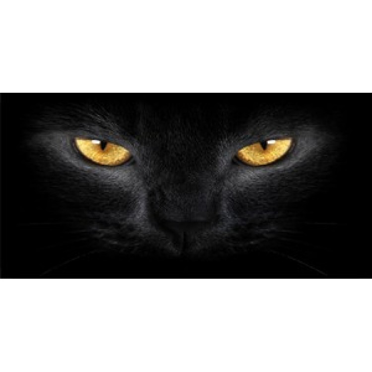 LPO803 Gold Cat Eyes Photo License Plate