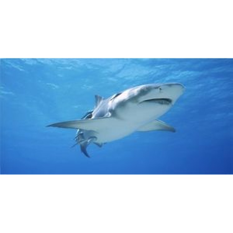LPO836 Great White Shark Photo License Plate