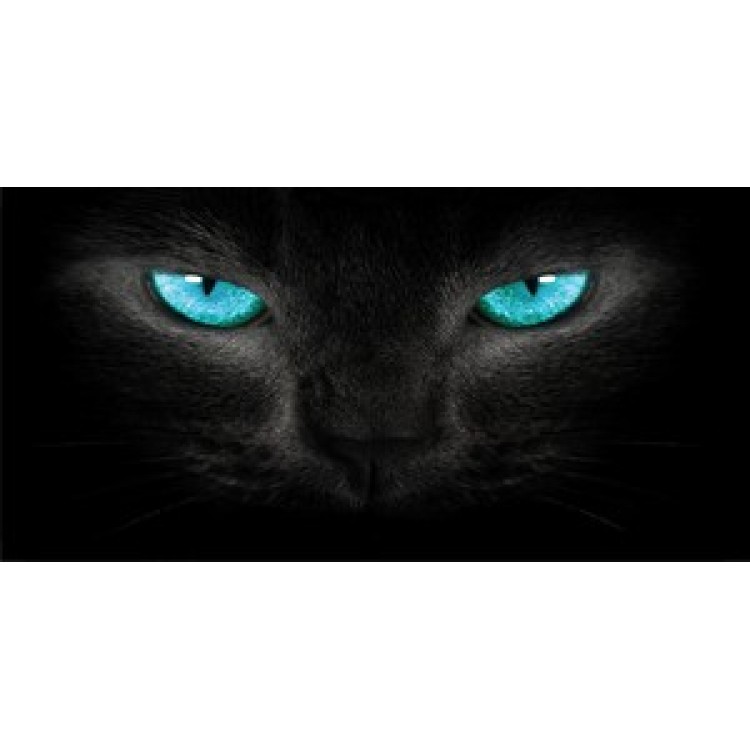 LPO802 Blue Cat Eyes Photo License Plate