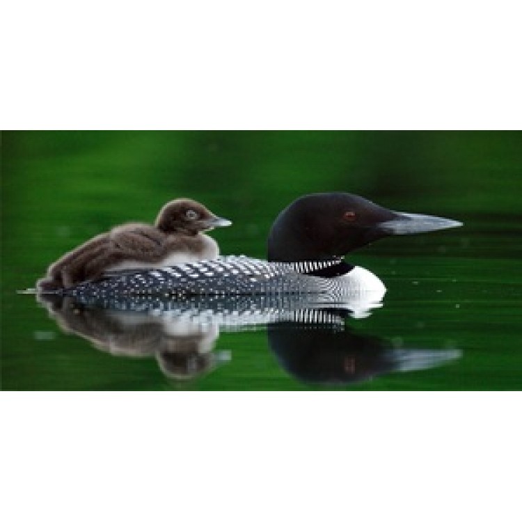 LPO596 Loon Mother with Chick Photo License Plate