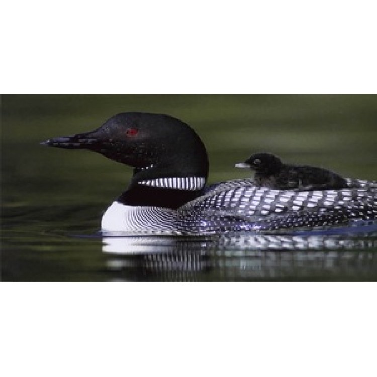 LPO595 Loon with Chick Photo License Plate