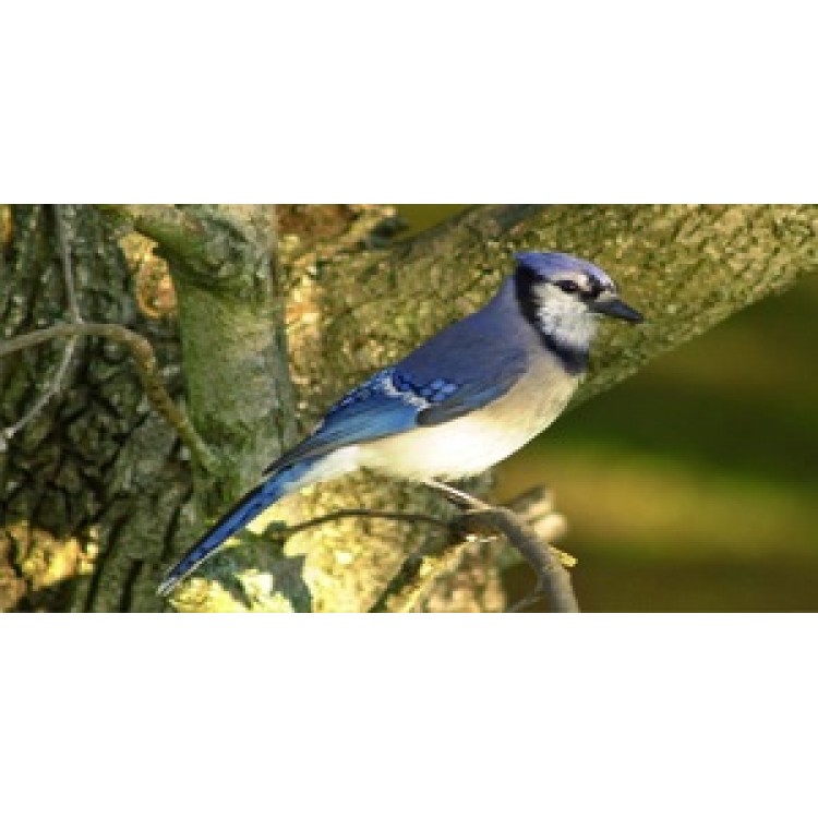LPO591 Blue Jay Perched Photo License Plate