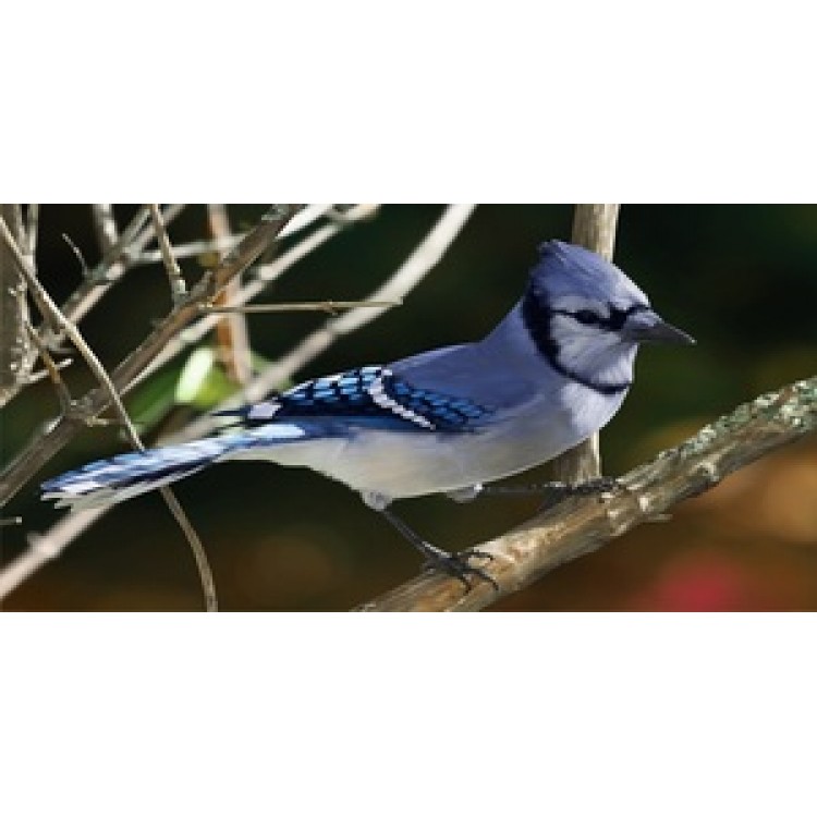 LPO590 Blue Jay Photo License Plate