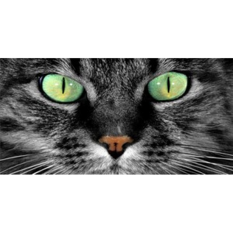 LPO805 Green Cat Eyes Photo License Plate