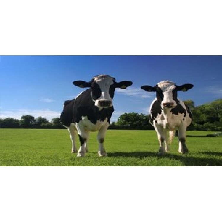 LPO825 Two Cows Photo License Plate