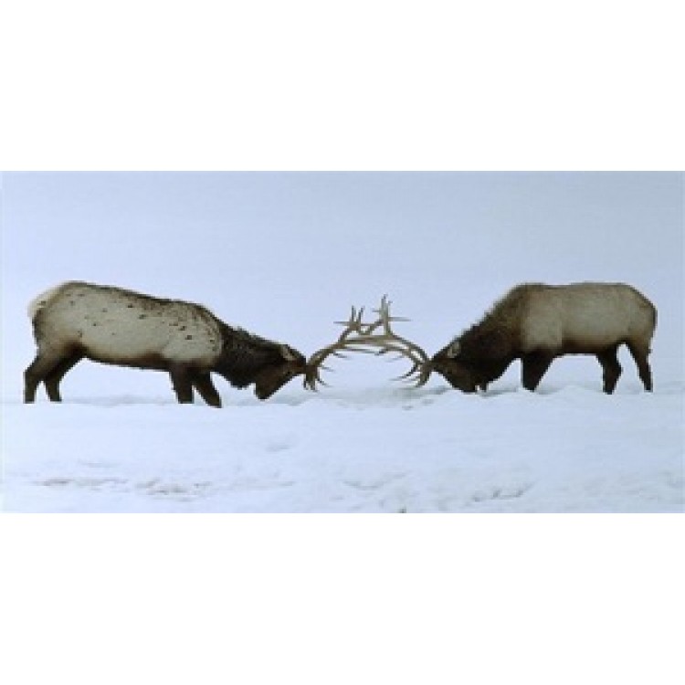 LPO617 Two Elk Fighting Photo License Plate