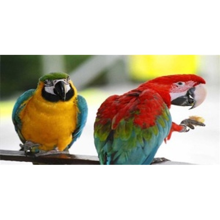 LPO594 Two Parrots Perched Photo License Plate