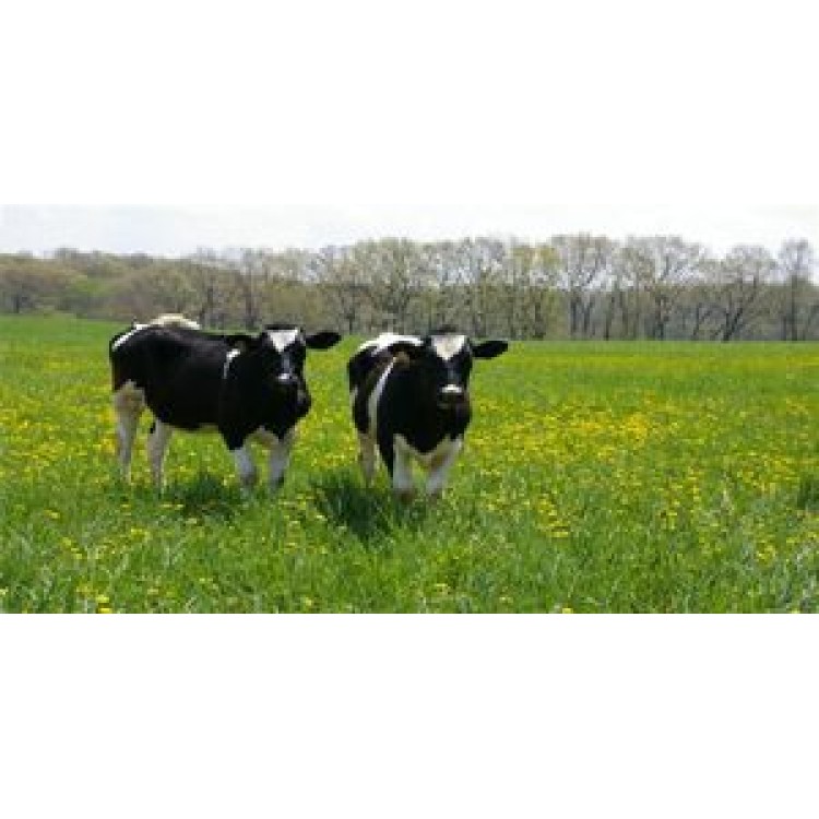 LPO817 Cows in Pasture Photo License Plate