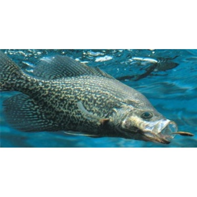 Crappie Fish Eating Photo License Plate