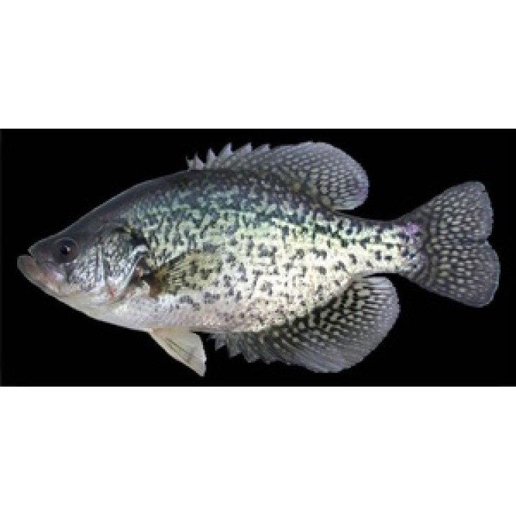 Crappie Fish on Black Photo License Plate