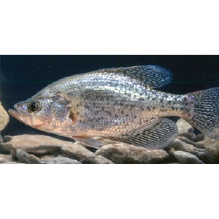 LPO612 Crappie Fish Underwater Photo License Plate
