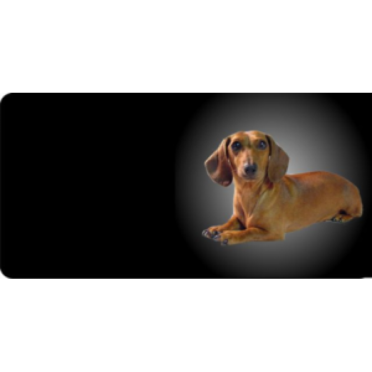 LPO538 Dachshund Dog Photo License Plate