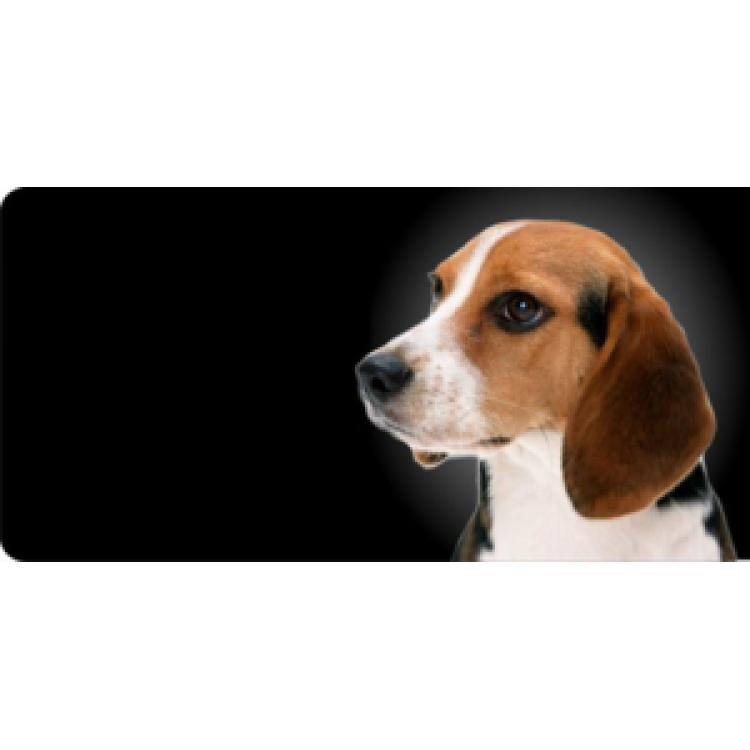 LPO505 Beagle Dog Photo License Plate