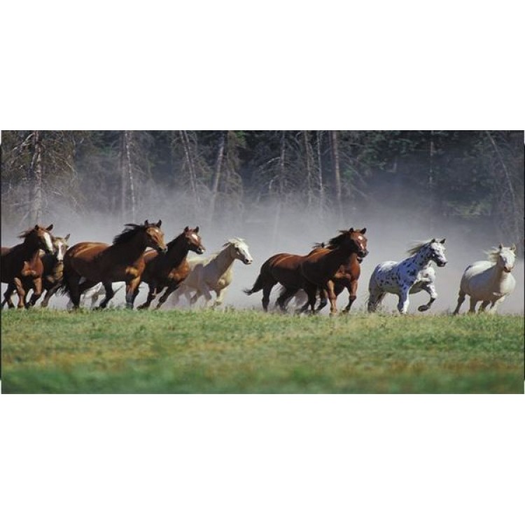 LPO1752 Horses Running Photo License Plate -  212 Main