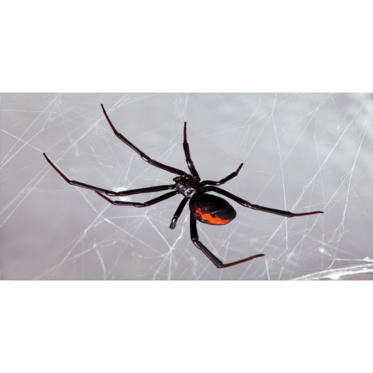 LPO2565 6 x 12 in. Black Widow Spider in Web Photo License Plate