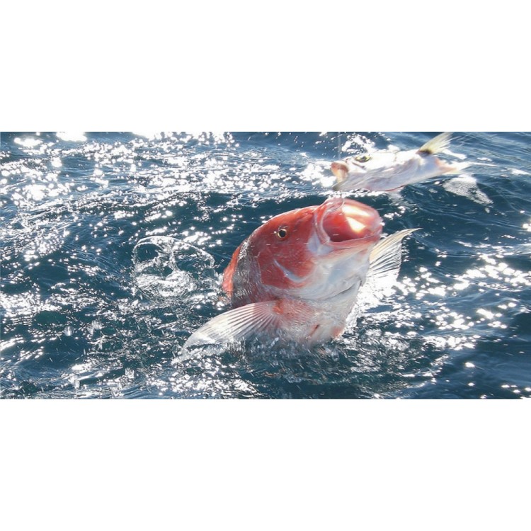 LPO2000 6 x 12 in. Red Snapper Photo License Plate