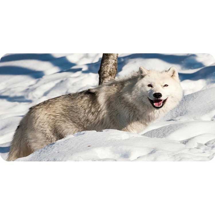 6 x 12 in. Wolf in Snow Photo License Plate