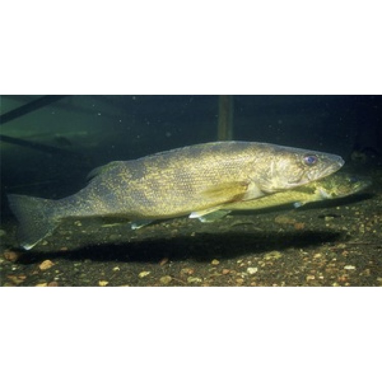 LPO629 Walleye Fish Underwater Photo License Plate