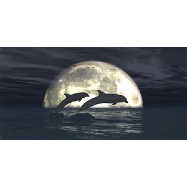 LPO827 Dolphins in Moon Light Photo License Plate