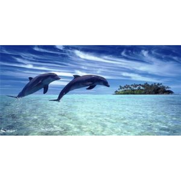 LPO828 Dolphins Jumping Photo License Plate