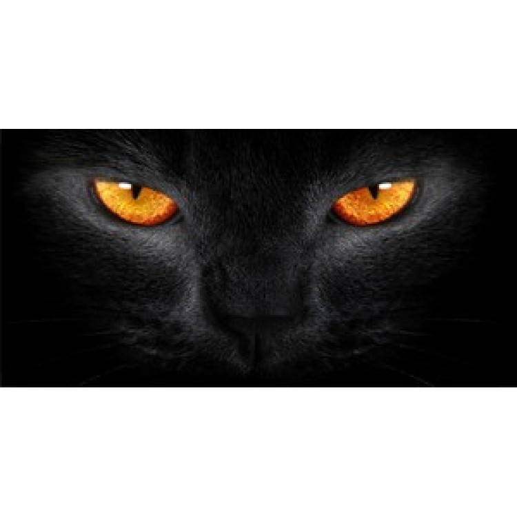 6 x 12 in. Orange Cat Eyes Photo License Plate