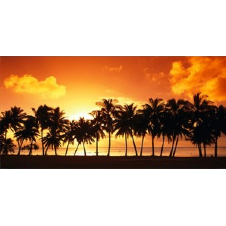 LPO533 Orange Sunset Palm Tree Beach Scene License Plate