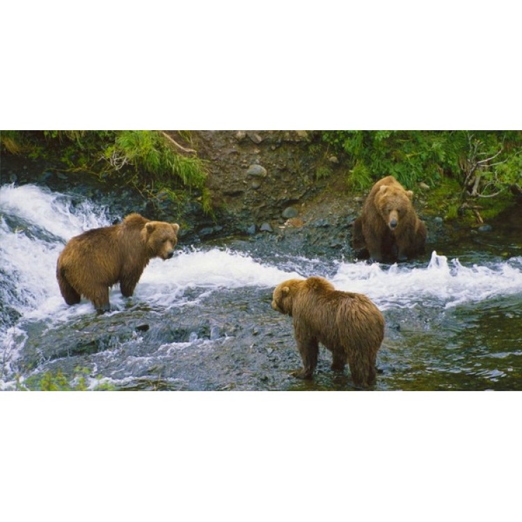 LPO925 Brown Bear No.3 Photo License Plate