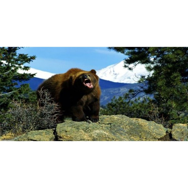LPO926 Brown Bear No.4 Photo License Plate