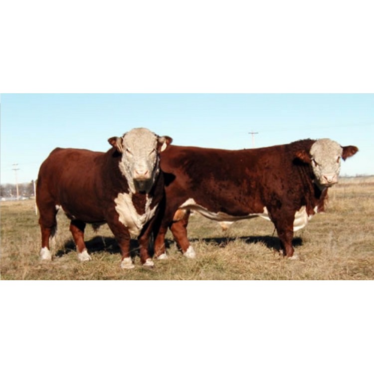 LPO2307 6 x 12 in. Two Cows Photo License Plate